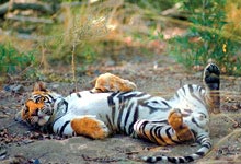 India wildlife, tiger at Ranthambhore