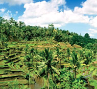 The lush rice terraces are always in view