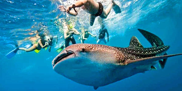 Whaleshark spotting, Malapascua, Cebu - It can get crowded