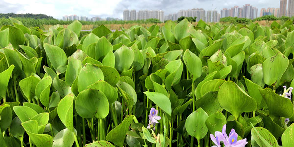 Hong Kong border fish ponds - Fung Lok Wai water hyacinths near Tin Sui Wai