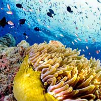 Diving in Sipadan, Malaysia