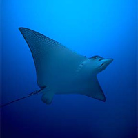 Diving in Papua New Guinea