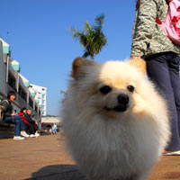 Hong Kong guide, Sai Kung fishing village is a dog heaven