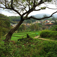 Cheng Lung Village near Tai Mo Shan has hearty dim sum