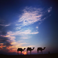 Rajasthan palace hotels guide and camel safaris