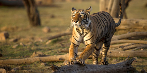 Best Indian wildlife parks for tiger spotting - T19 at Ranthambhore