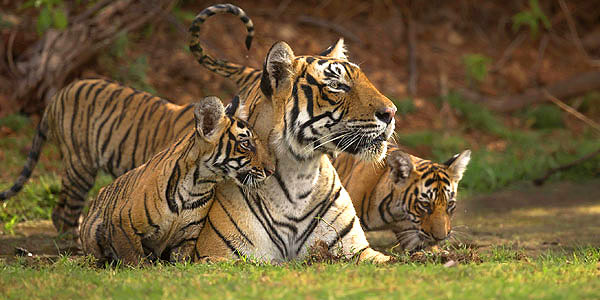 Bengal Tiger Facts  India Wildlife Guide