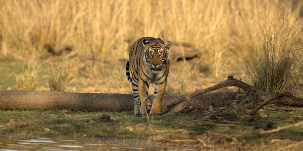 Ranthambhore park offers a dramatic setting with dry brush and historic forts - T19 on the prowl