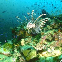 Papua New Guinea diving