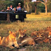 South Africa top resorts, Lionesses at Mala Mala