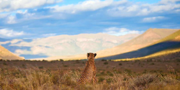 Samara Private Reserve, cheetah eyes the vast landscape beyond