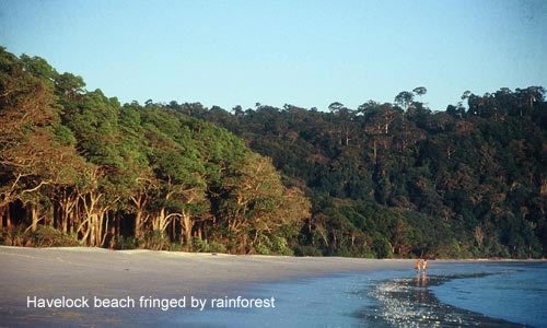 Havelock beach fringed by rainforest / photos: Catharine Nicol