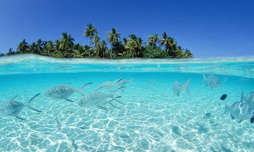 Maldives Marine Life