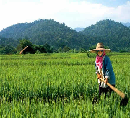 North Thailand, farmer