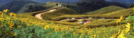 Sunflowers in bloom