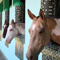 Brunei guide, Sultan's polo ponies