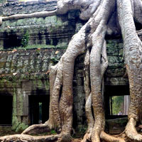 Angkor fun guide, Ta Prohm temple