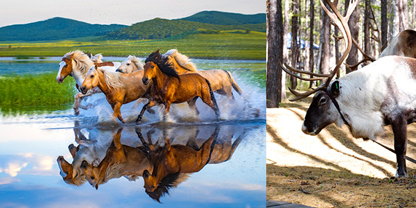 Hulunbuir guide to the Inner Mongolia grasslands and reindeer
