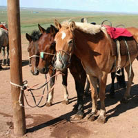 Mongolian horses at Gegentala