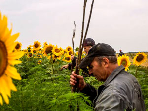 Sorrow amidst the sunflowers - Ukranian coal miners look for clues at MH17 crash site