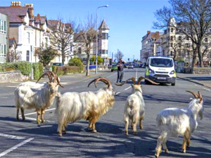 Mutton dressed as lamb? - the new tourists