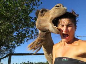 Camel bites tourist during selfie