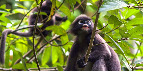 At luxury villa escape Datai Langkawi, rainforest walks to spot flora and fauna are a key activity for families