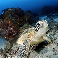 Sipadan dives, sea turtle