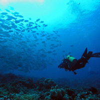 Best dives in the Philippines, Tubbataha
