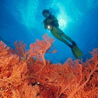 Diving in Sulawesi