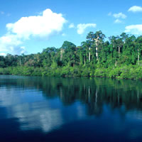 Andaman Islands rainforest Wandoor