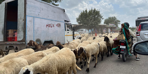 Sheep block the Delhi-Jaipur highway