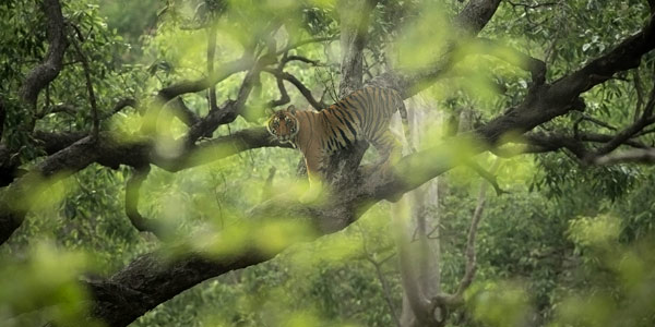 Corbett National Park is the oldest such reserve in India dating back to 1936 - tiger clambers up a tree