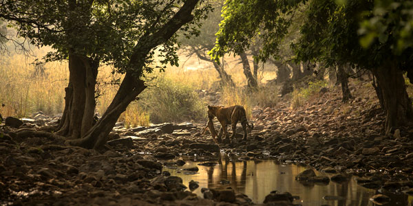 Tigress Noor walks off with her kill - India tiger guide and safaris