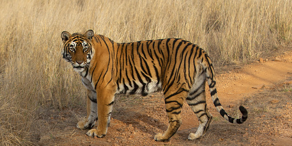 Ranthambhore park has easy access from New Delhi - Shakti on the prowl