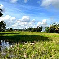 The great outdoors - in the right season the paddy fields are a sea of green