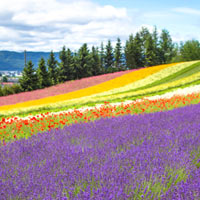 Hokkaido fun guide, lavender blooms in summer