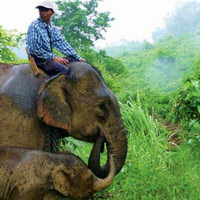 Elephant safaris and hikes from Tiger Trails