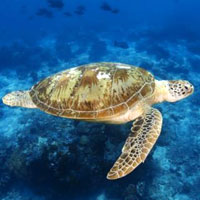 Diving holidays in Sipadan - swim with the turtles at Kapalai
