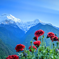 Sunrise at Chomrong - walking the Himalayas