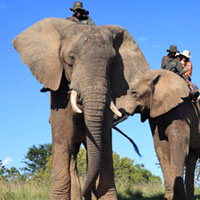 Elephant safaris at Addo Elephant Park