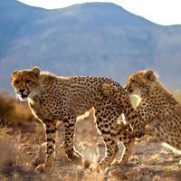 Cheetah cubs at play